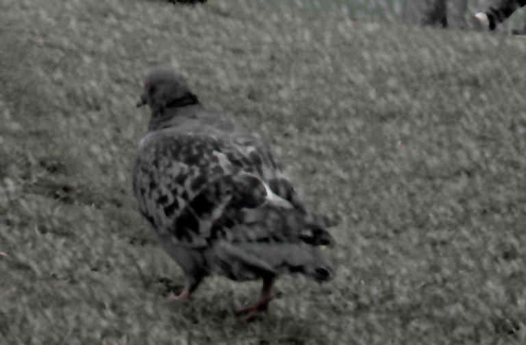 image of piccadilly-gardens-pigeon